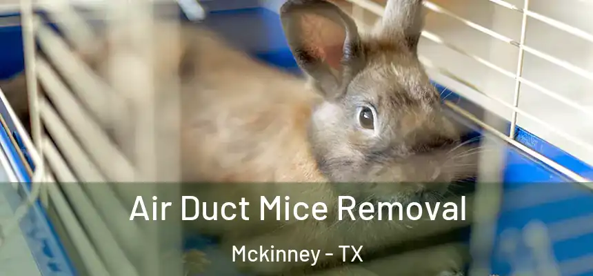 Air Duct Mice Removal Mckinney - TX